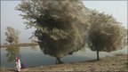 Trees covered in spiderwebs in Pakistan (Image: DfID)