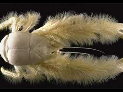 Hydrothermal vents & the Yeti crab.