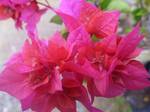 The pink Bougainvillea at the garden in Batam,Indonesia