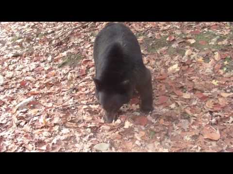 A Bluff Charge by a Black Bear - NOT A BLACK BEAR ATTACK