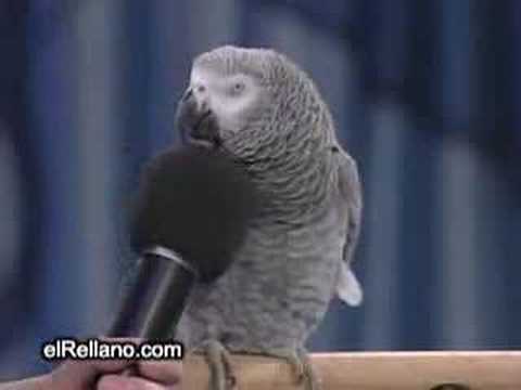 Talking Parrot Einstein