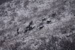 Kashmiri red deers 'Hangul' are seen in the snow covered mountain of Dachigam Wildlife sanctuary on the outskirts of Srinagar on January 09, 2012.