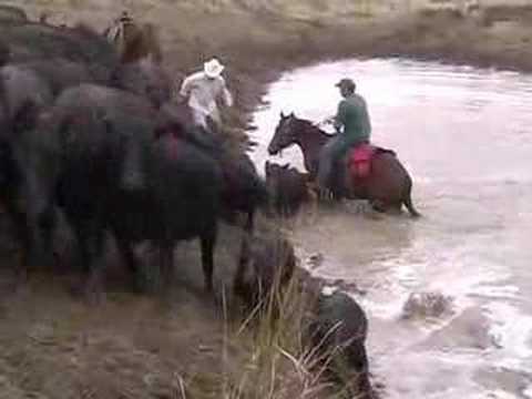 Cattle Drive Wyoming 2006