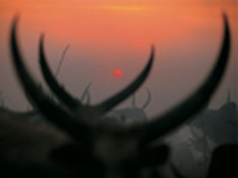 National Geographic Live! - Dinka Cattle Camp: Southern Sudan