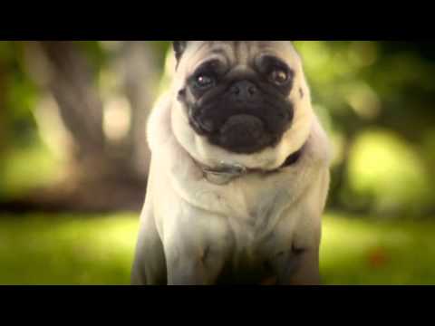 DORITOS® - Pug Attack -- Crash the Super Bowl V 2010-2011 Finalist