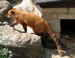 South American coati, Nasua nasua, in an English zoo. Ring-tailed Coati Nasua nasua at the Cotswold Wildlife Park, Burford, Oxford shire, England.