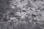 Kashmiri red deers 'Hangul' are seen in the snow covered mountain of Dachigam Wildlife sanctuary on the outskirts of Srinagar on January 09, 2012.