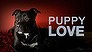 Puppy Love: why own dangerous dogs? (Video Thumbnail)