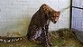 Raw Video: Cheetah seized at a London airport (Video Thumbnail)