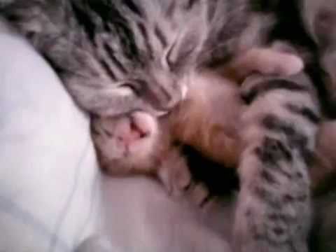 Cat mom hugs baby kitten