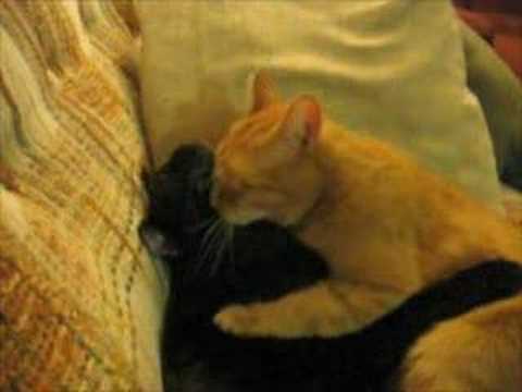 Two Cute Cats Hugging