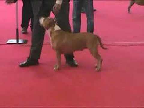 DOG SHOW ALICANTE 2007 - AMERICAN STAFFORDSHIRE TERRIER