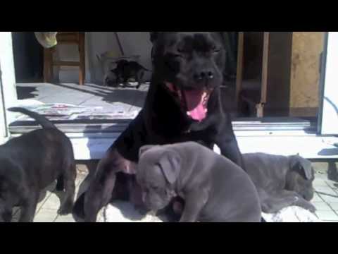 Staffordshire Bull Terrier Puppies