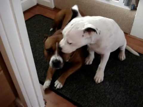 staffordshire bull terriers, the staffie don't shame the breed