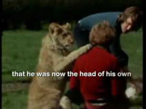 Christian the lion