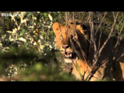 Three Men vs. Fifteen Hungry Lions - Human Planet, Grasslands, Preview - BBC One