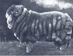 Champion Merino ram, 1905 Sydney Sheep Show