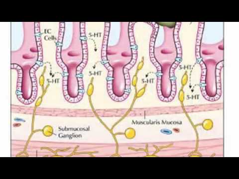 Serotonin and the Gut Brain Connection