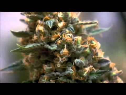 All New Cannabis Documentary! (PUFF, PUFF, RATE & SHARE)