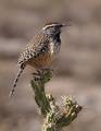 Cactus Wren