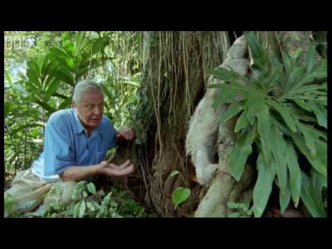 Attenborough: Saying Boo to a Sloth! - BBC Earth