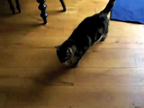 Cat Playing 