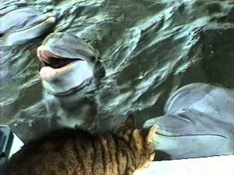 Cat and Dolphins playing together