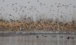 Migratory birds fly above wetlands in Hokersar, about 16 kilometers (10 miles) north of Srinagar, India, Sunday, Nov. 20, 2011.