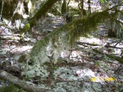 What is a Wetland?