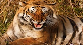 Tigers: Man-Eaters Eaten by Man