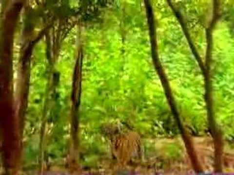 Monkey taunts tigers