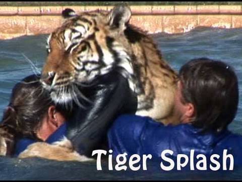 Tiger Splash at Out of Africa Wildlife Park near Sedona, Arizona