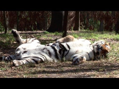 Sleepy Tigers...