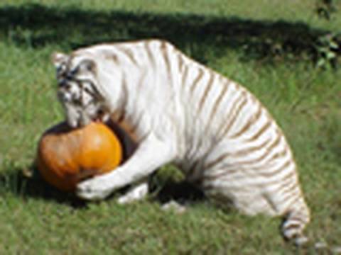 BIG CAT HALLOWEEN!