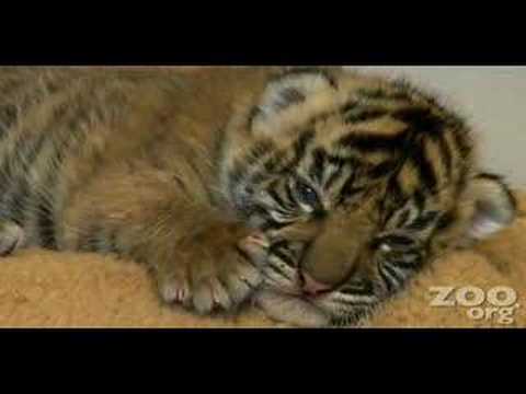 Cute baby tiger