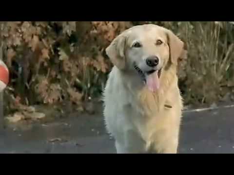 'Air Bud - First Shot