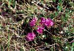 Lapland Rose-Bay,Ukkusiksalik National Park, July 1999