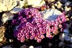 Purple Saxifrage – Territorial flower of Nunavut