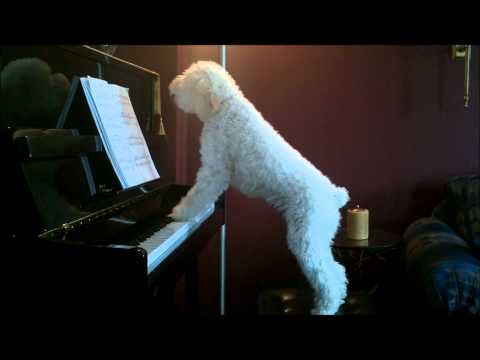 Tucker piano Dec 7'2010.wmv