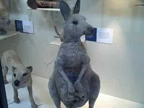 Natural History Museum, London