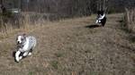 Blue Merle and bi-color black/white Aussies running. The breed is typically highly energetic, requiring a great deal of exercise and attention. Sometimes they can be calm and easy-going