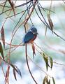 Kingfisher waiting for a fish to hunt