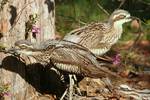 Puckapunyal is a stronghold of Bush Stone-curlews in Victoria.The Puckapunyal Military Area (PMA) experiences cool to cold winters, when most of the average annual rainfall of 596 mm occurs, and dry, warm to hot, summers.