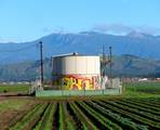 Oil storage tank adjacent to Tri-Valley center of operations. The Oxnard field is within the Ventura Basin Province of southern California. Geologically, this area is part of a structural downwarp that occurred during the late Pliocene