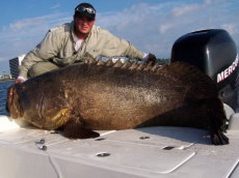 500 Pound Goliath Grouper Sea Bass Jewfish Fish Chew On This! Fishing