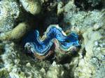 Giant clam,Coral reef off Sharm el-Sheikh & Naama Bay, Red Sea.