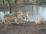 The Anoplotherium herd An extinct mammal: Hawkins's models draw very much on speculation about its camel-like appearance, and they resemble camels a great deal (it is now believed they look more like hippopotamus or pigs).