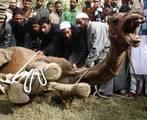 Kashmiri Muslims prepare to slaughter a camel to mark Eid al-Adha in the village of Bandipora 60 kms from Srinagar on November 07, 2011.