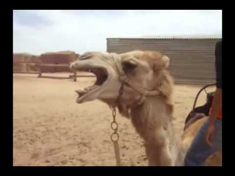 Death Metal Camel