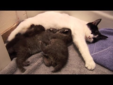 BOBCAT KITTENS adopted by house cat!